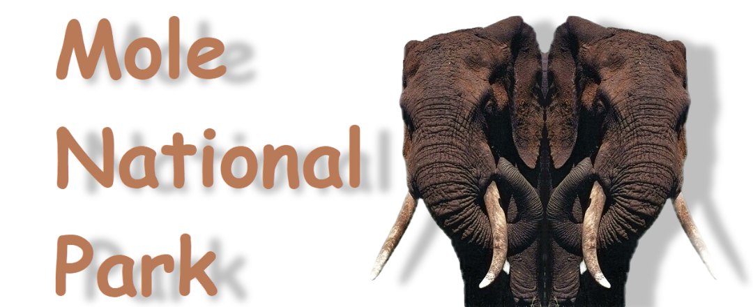 Mole National Park, Ghana